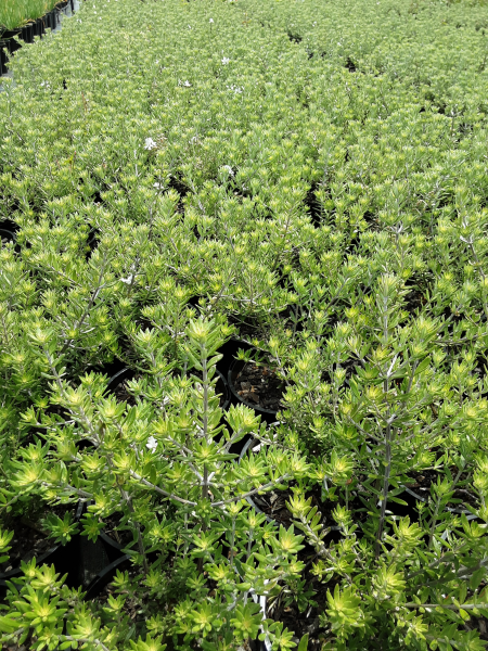 Coastal Rosemary - Westringia fruticosa 'Zena'