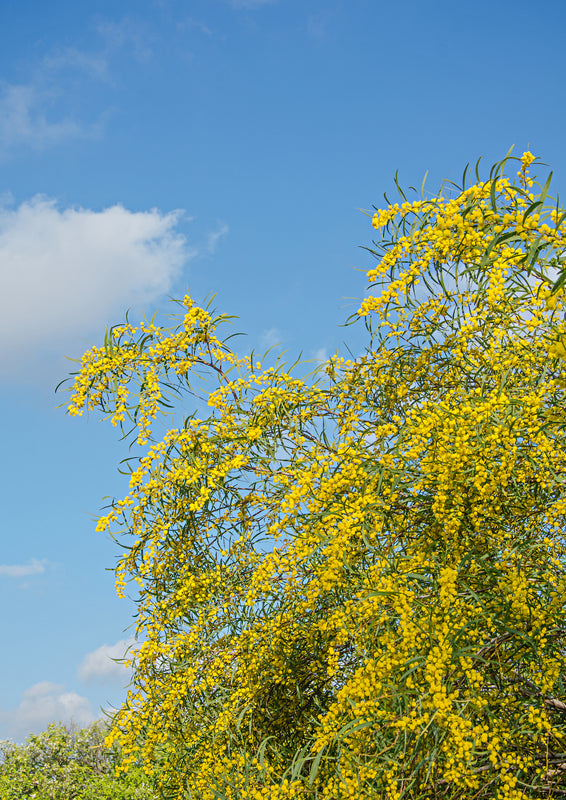Acacia saligna (Acacia cyanophylla) - Coojong
