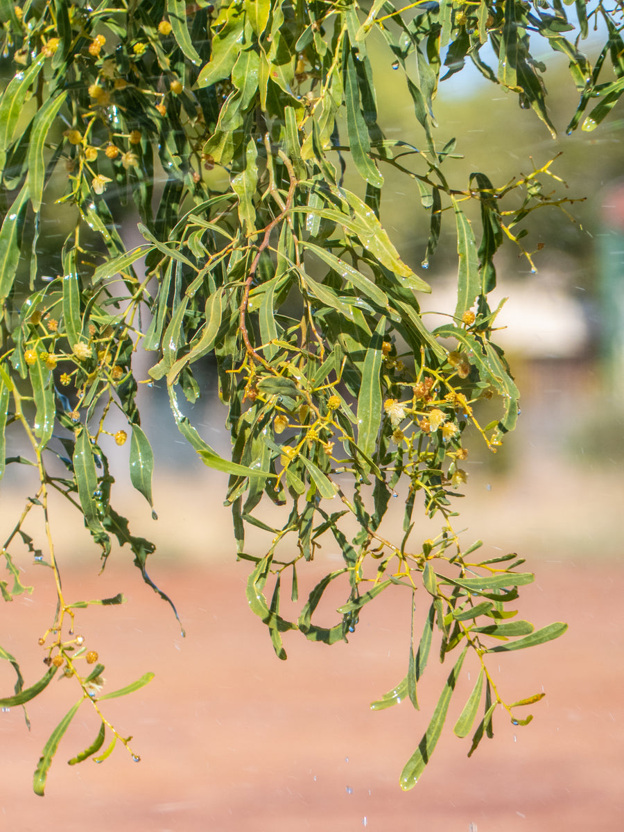 Acacia ampliceps - Salt Wattle