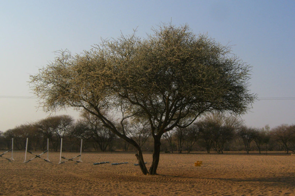 Acacia mellifera (Senegalia) - Black Thorn Tree
