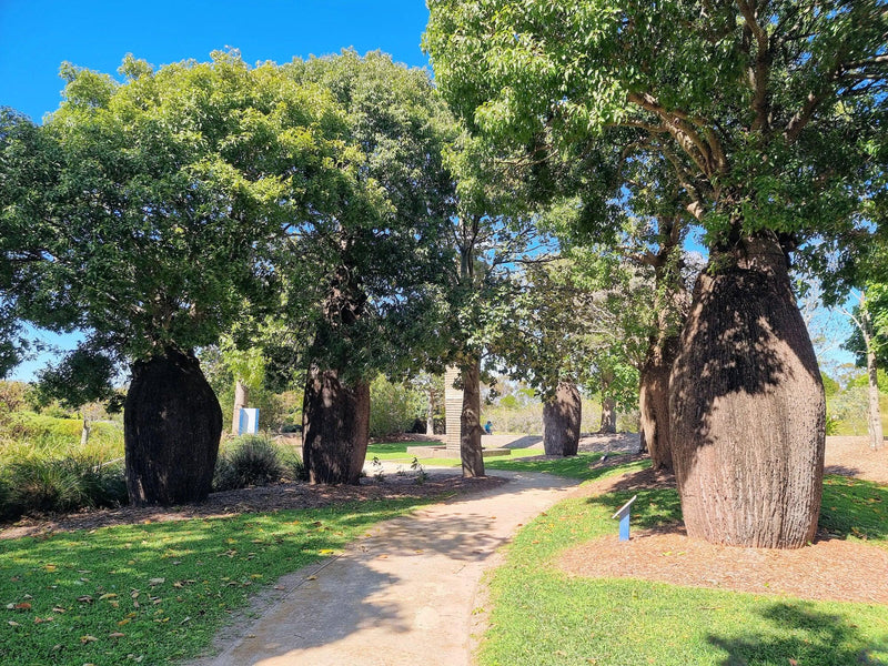 Adansonia gregorii - Boab Tree