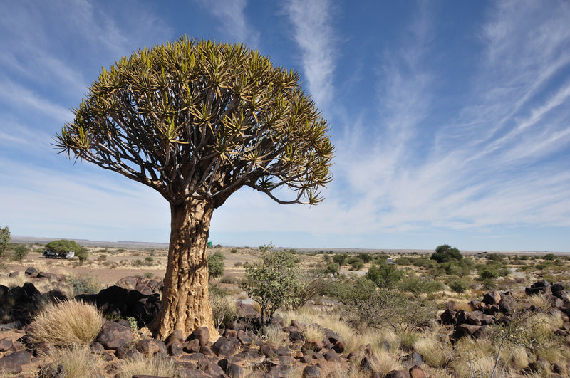 Aloe dichotoma (Aloidendron dichotomum) - Quiver Tree