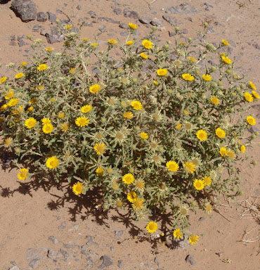 Anvillea garcini - Arabian oxeye