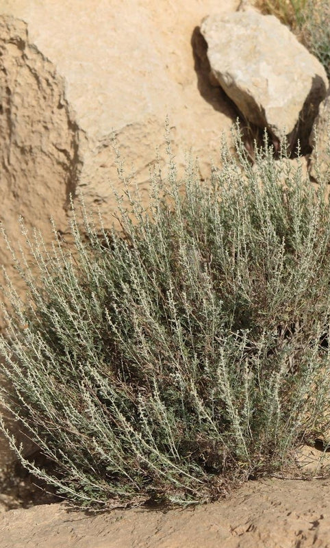 Artemisia judaica - Judaean Wormwood