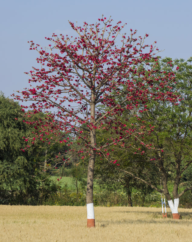 Bombax ceiba - Cotton Tree