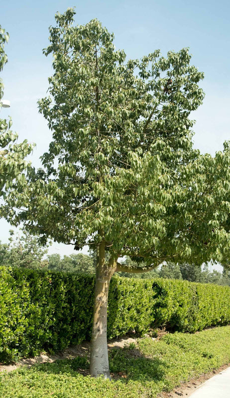 Brachychiton populneus - Kurrajong Tree
