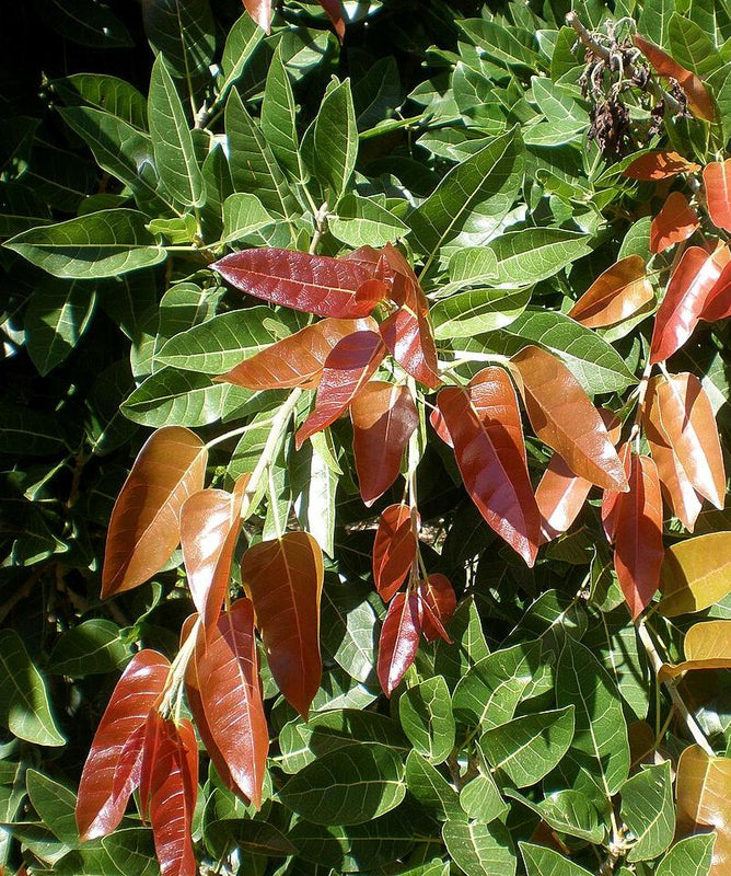 Ficus ingens - Red-leaved Fig