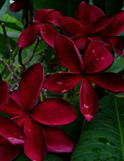 Plumeria rubra 'Darwin Blood Red' - Darwin Blood Red Frangipani