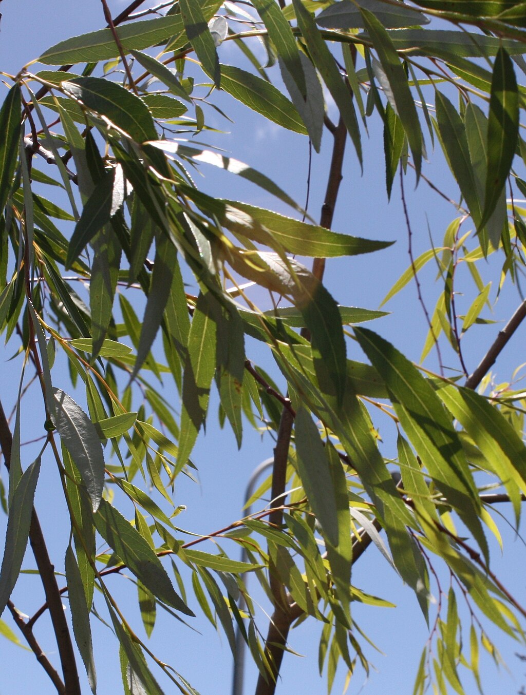 Salix mucronata - Cape Willow