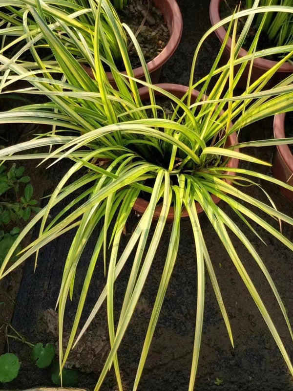 Acorus gramineus