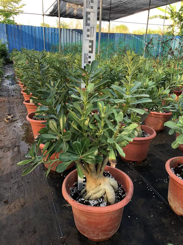 Adenium obesum - Desert Rose