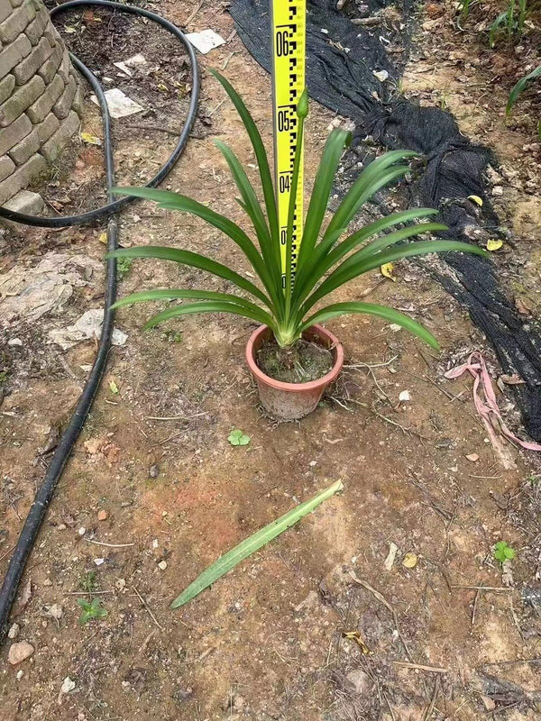 Agapanthus africanus