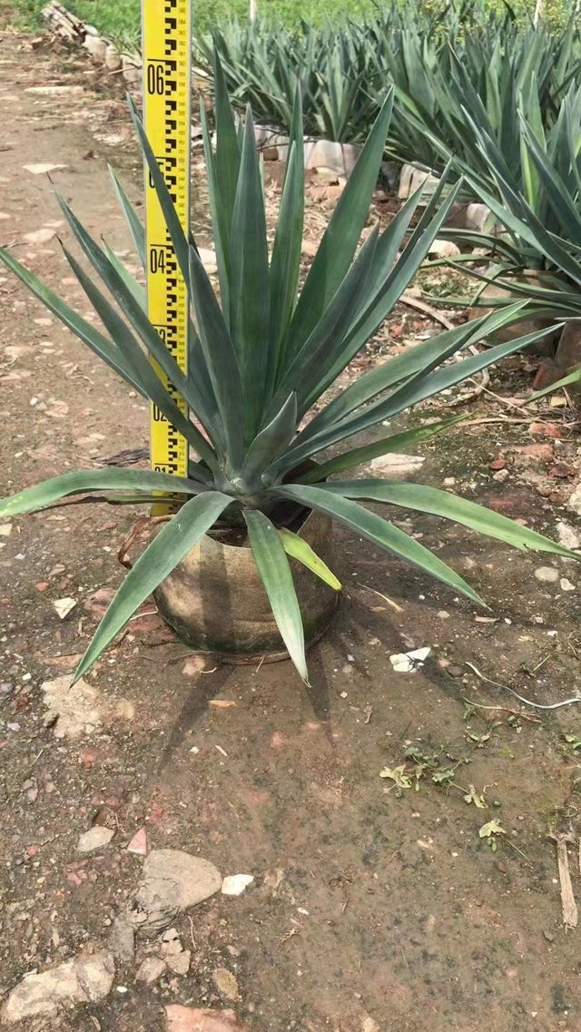 Agave sisalana