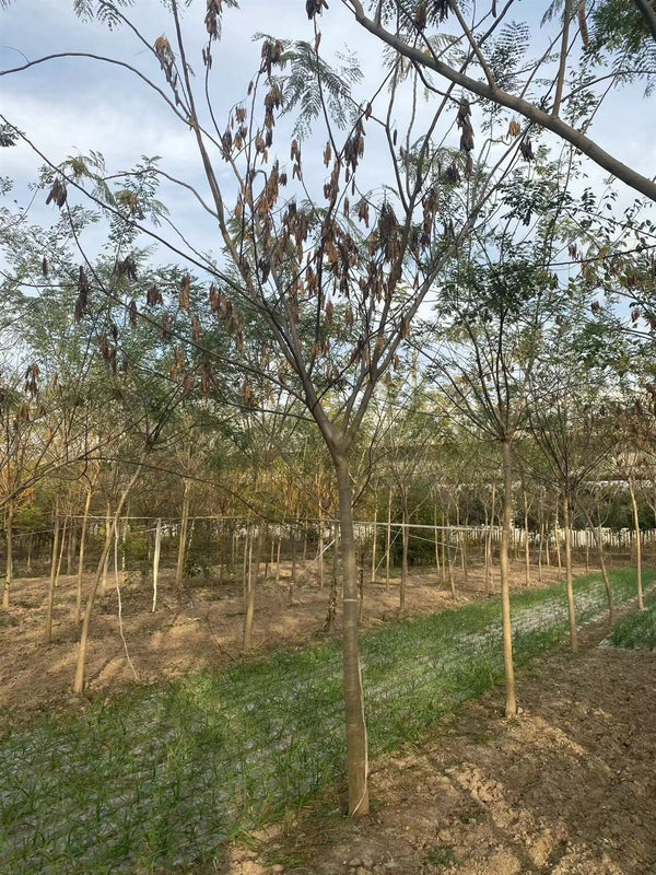 Albizzia julibrissin