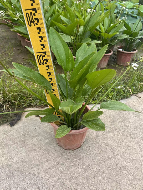 Alisma plantago