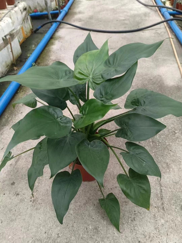 Alocasia