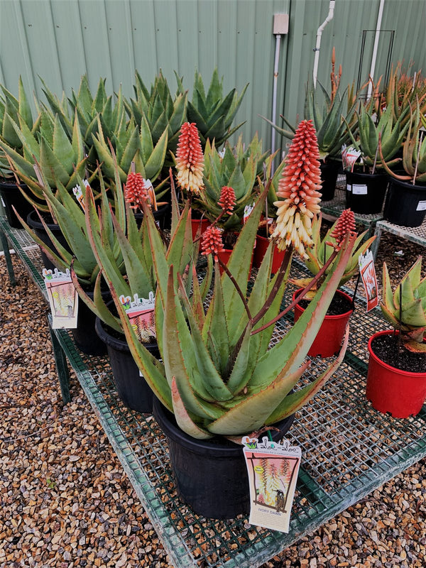 Aloe hybrid