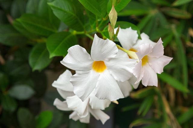 Aloha White Mandevilla - Mandevilla 'Aloha White'