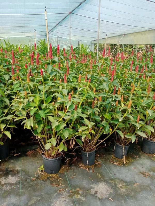 Alpinea purpurata