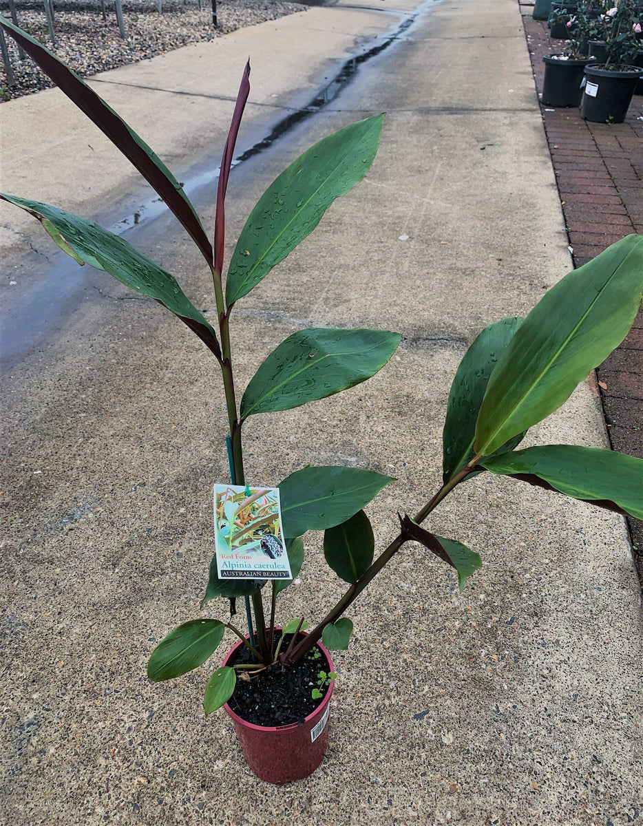 Alpinia caerula