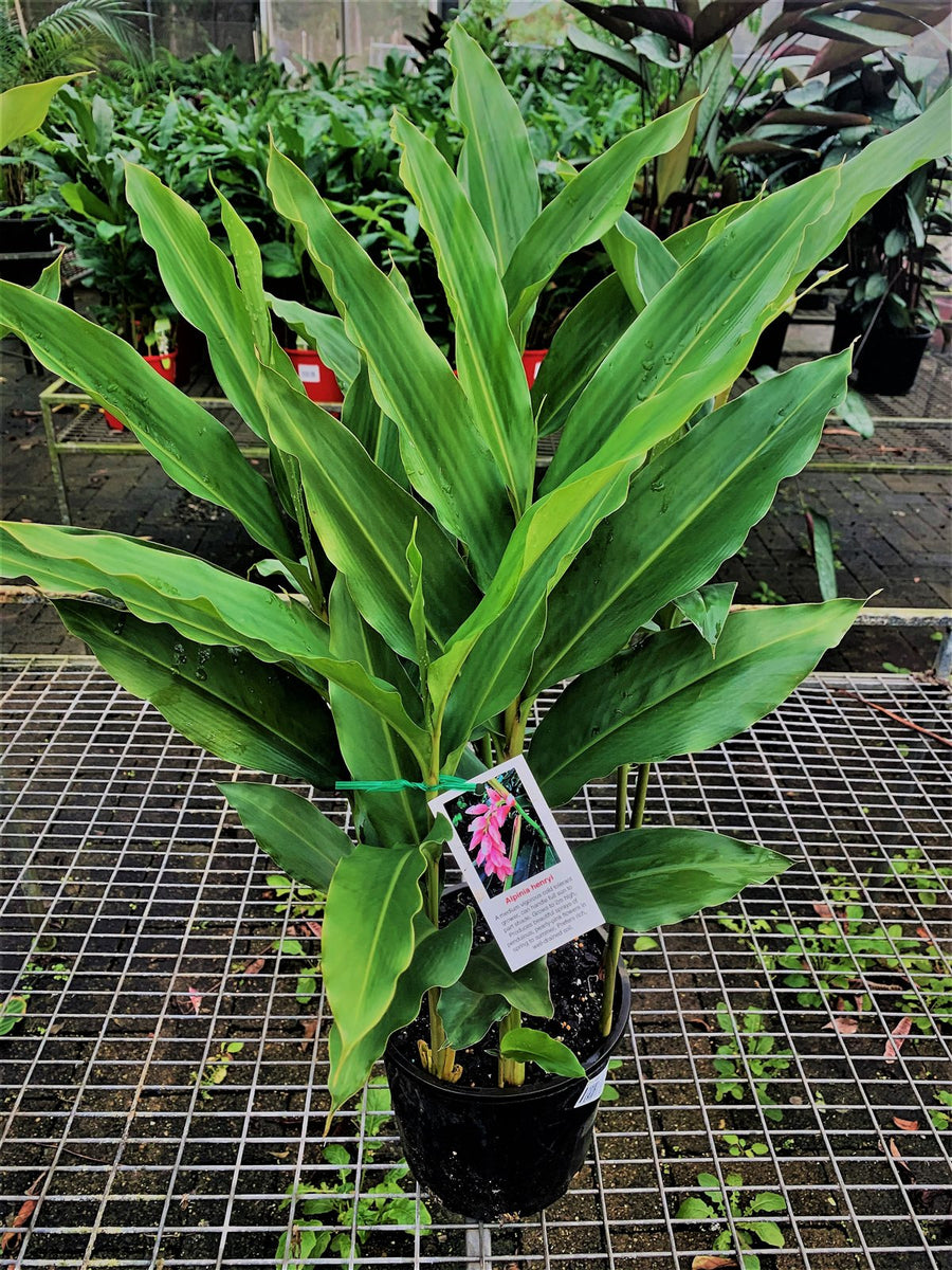 Alpinia hainanensis