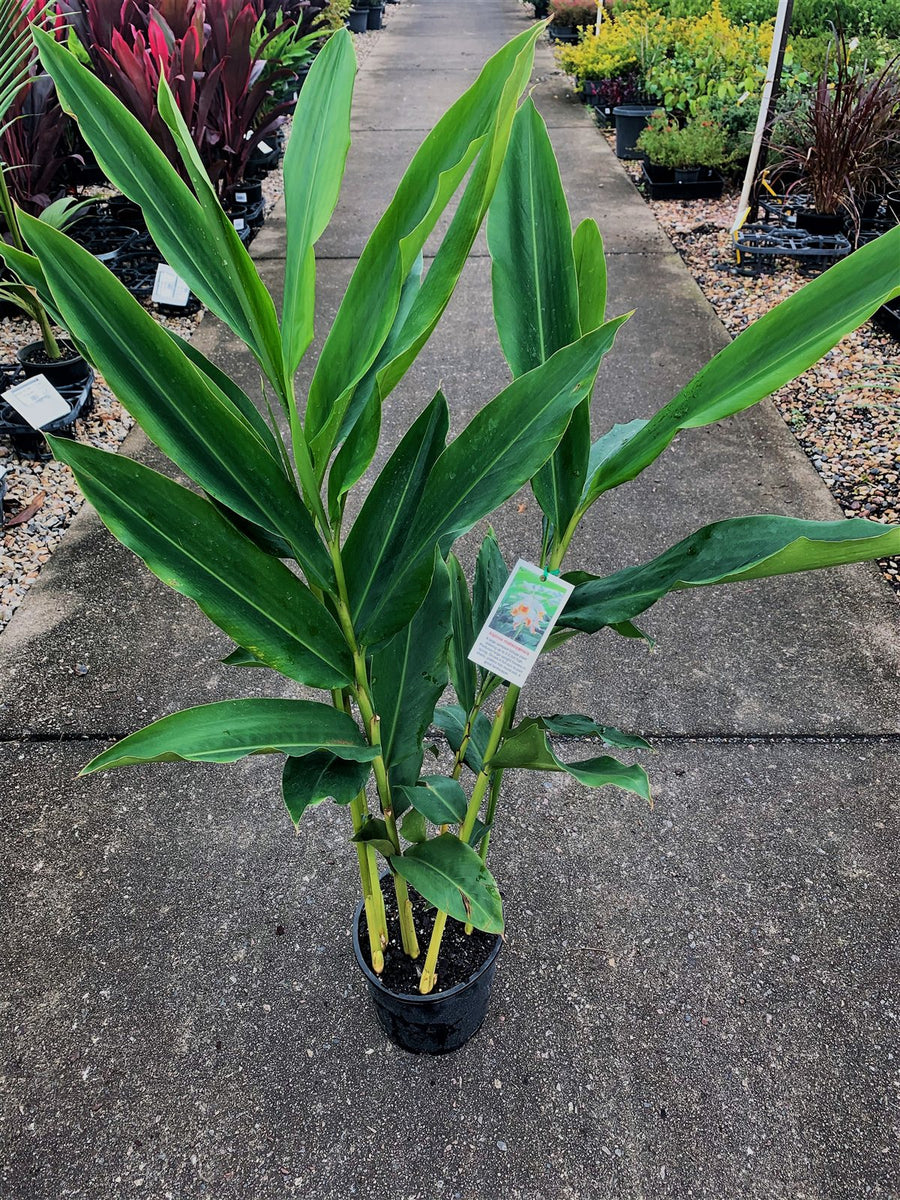 Alpinia malaccensis