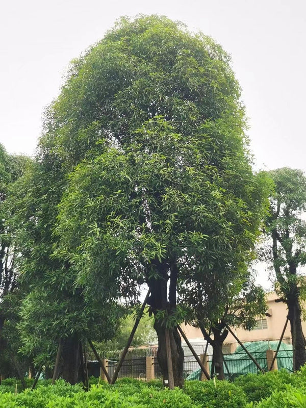 Amygdalus communis