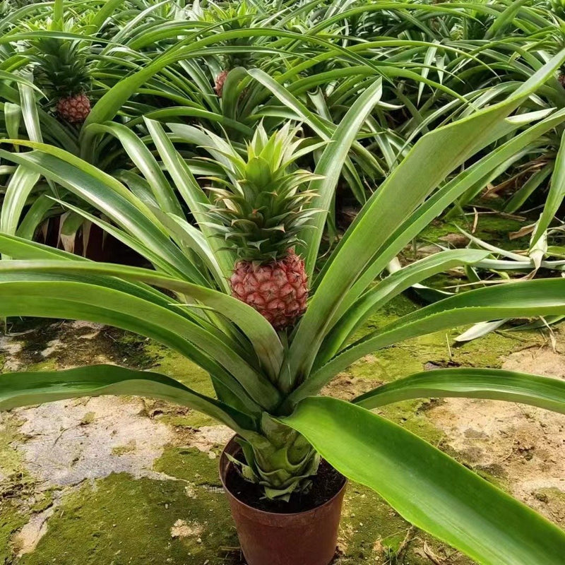 Ananas comosus