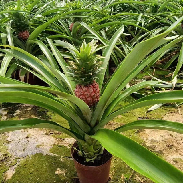 Ananas comosus