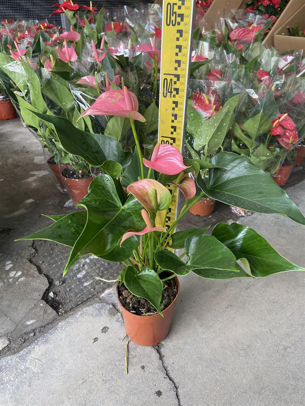 Anthurium pink