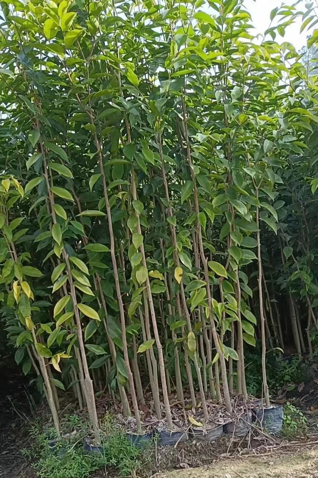 Aquilaria sinensis