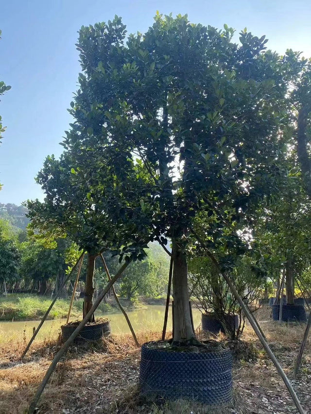 Artocarpus heterophyllus