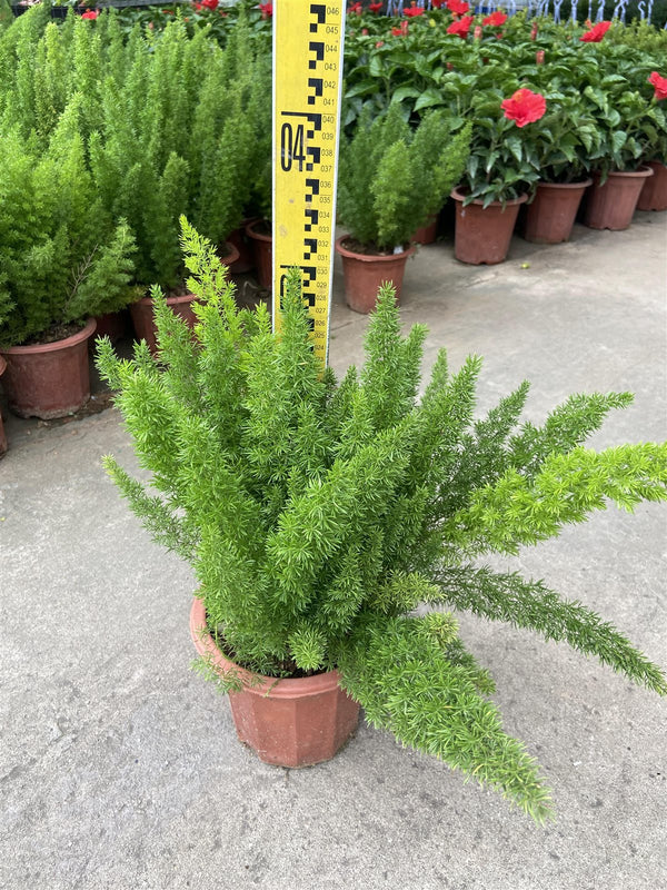 Asparagus densifolius