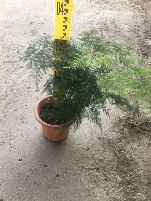 Asparagus setaceus