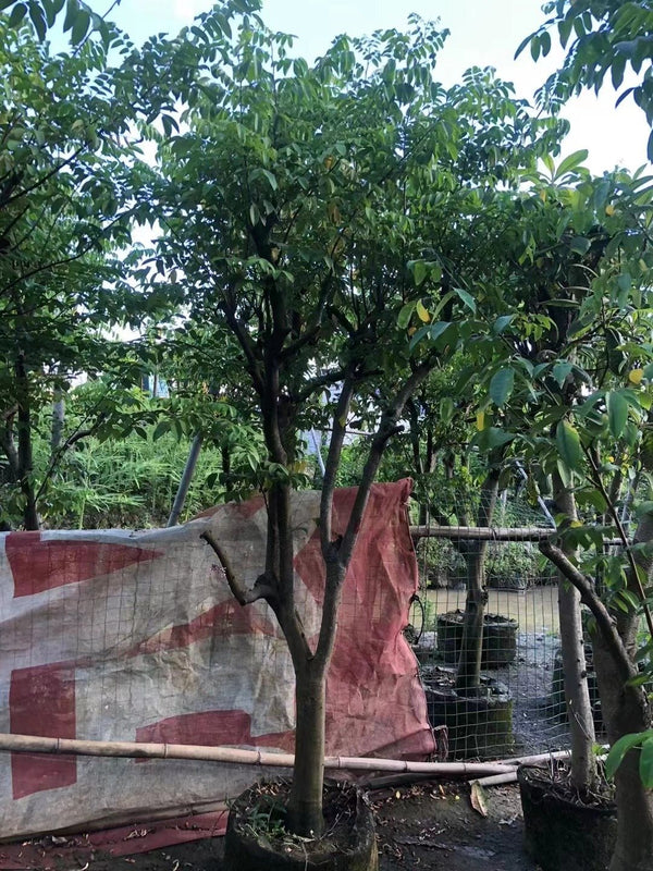 Averrhoa carambola