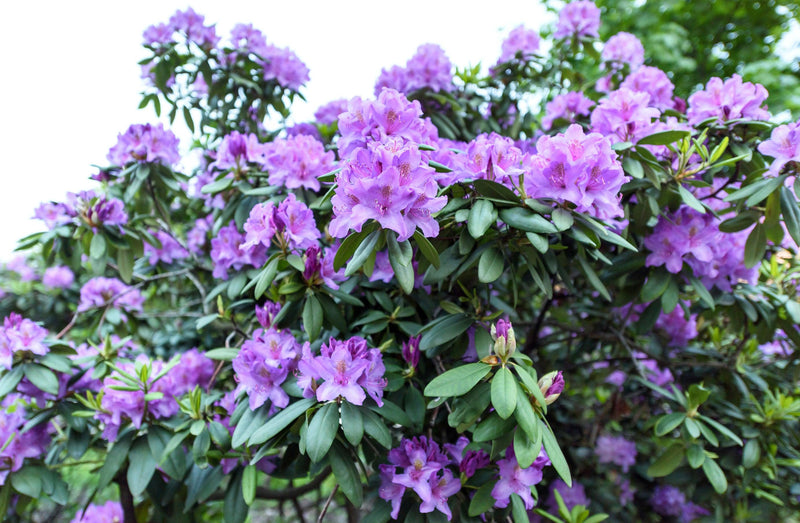 Azalea indica 'Dreamtime' - Dreamtime Indica Azalea
