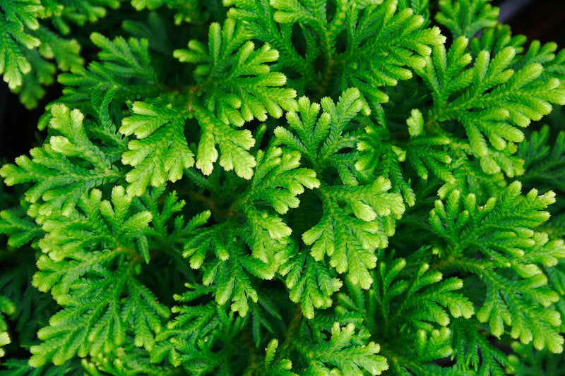 Babingtonia virgata 'Nana' - Dwarf Babingtonia