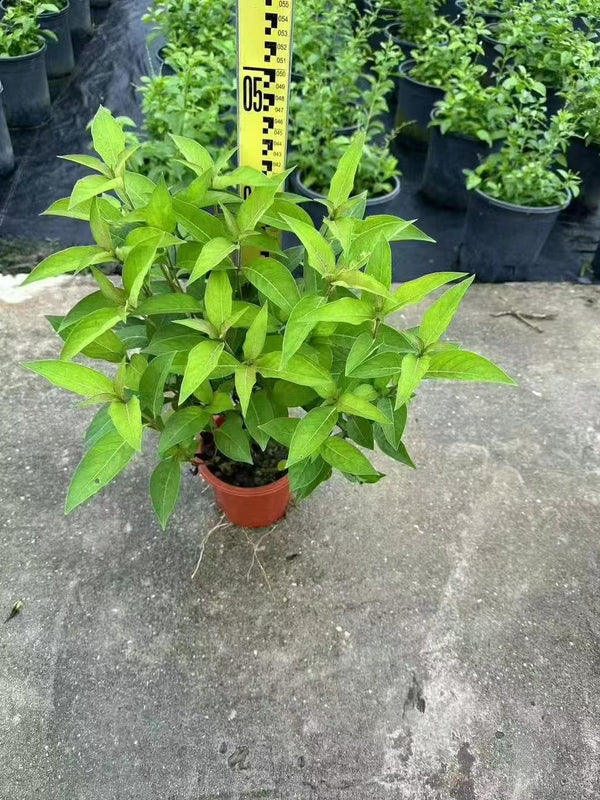 Barleria cristata - Philippine Violet
