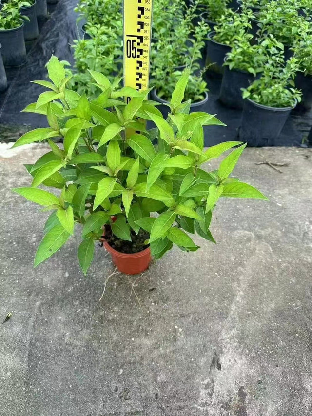 Barleria cristata