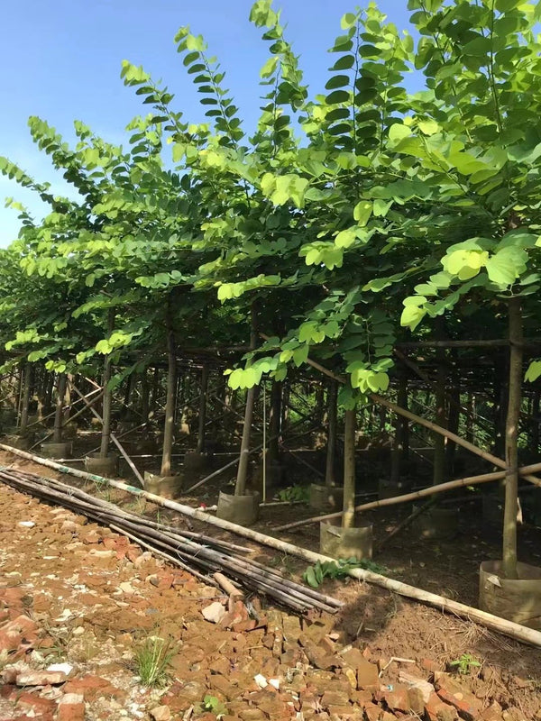 Bauhinia blankeana