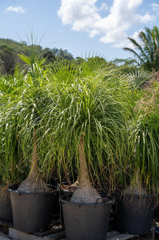Beaucarnea recurvata - Ponytail Palm