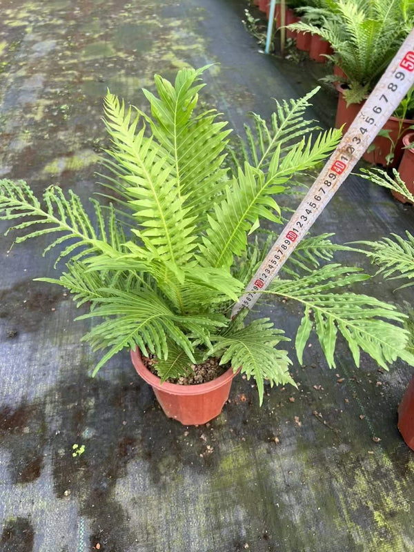 Blechnum orientale