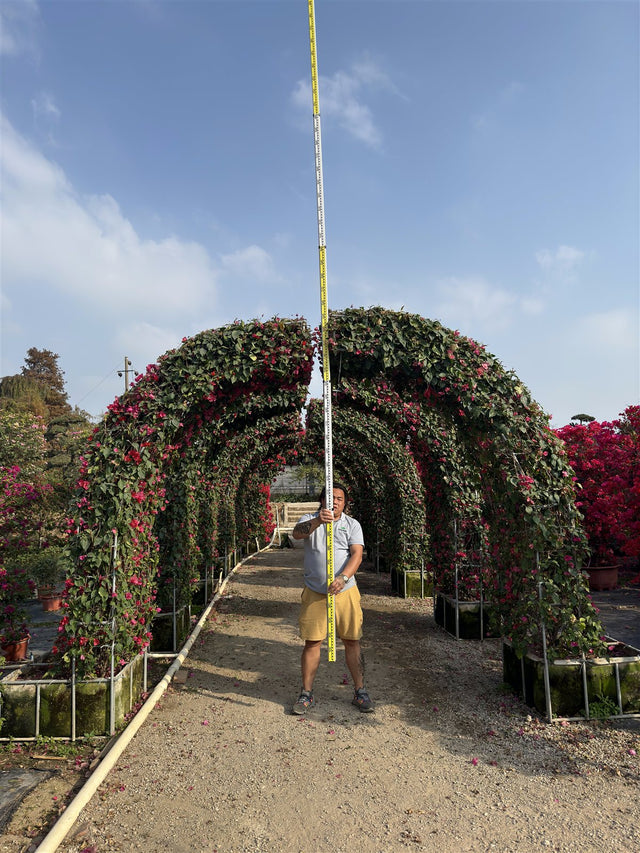 Bougainvillea glabra