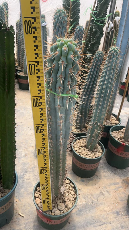 Browningia hertlingiana