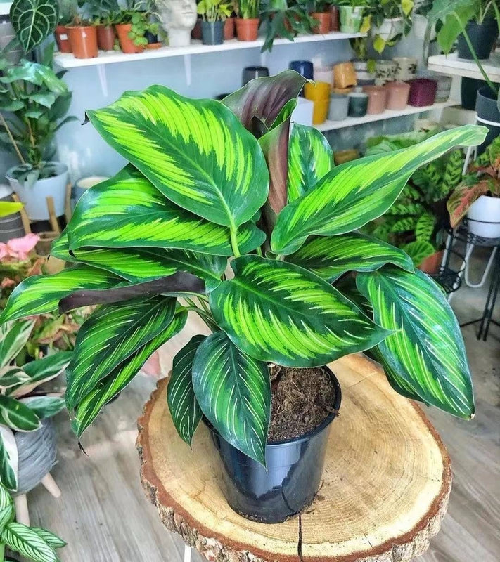 Calathea picturata
