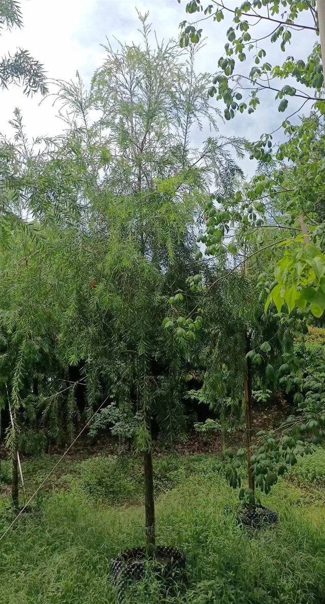 Callistemon viminalis, weeping bottlebrush, showing the pendulous branching habit