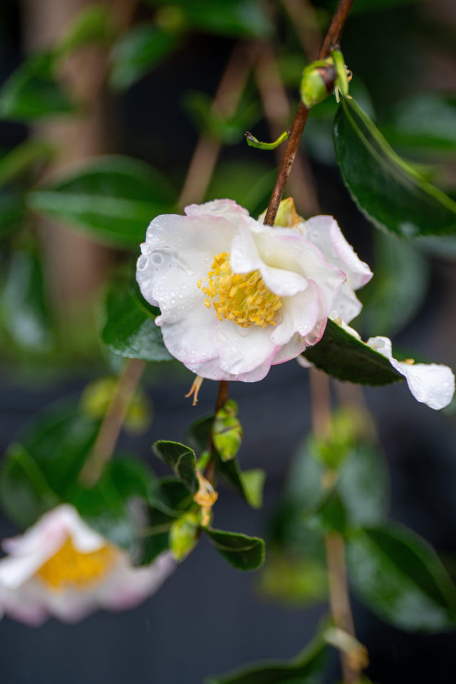 Gay Camellia - Camellia sasanqua 'Gay'