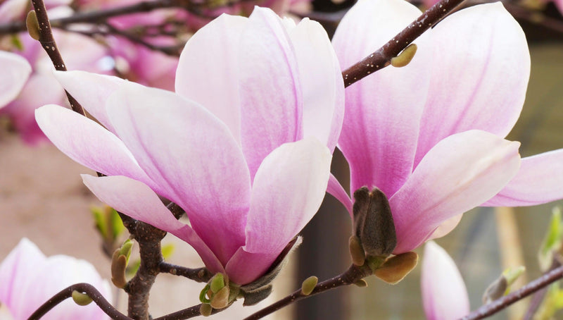 Magnolia 'Cameo' - Cameo Magnolia