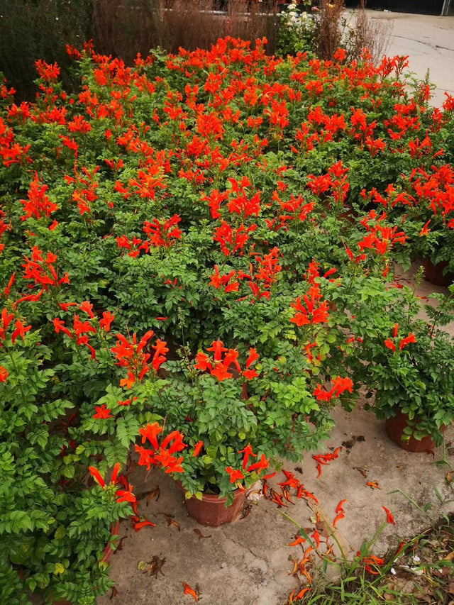 Campsis radicans