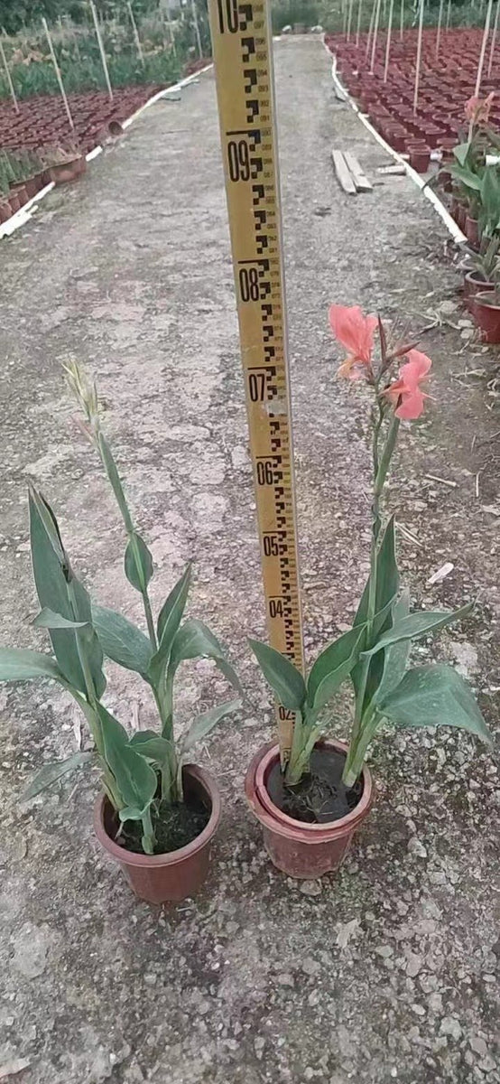 Canna indica